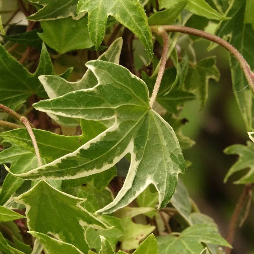 Hedera helix White Ripple - Edera variegata (Fogliame)