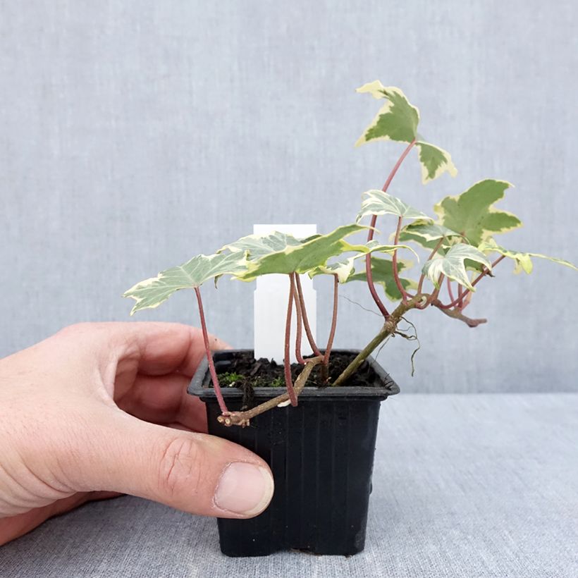 Example of Hedera helix Yellow Ripple - Edera variegata Vasetto da 8/9 cm as you get in printemps