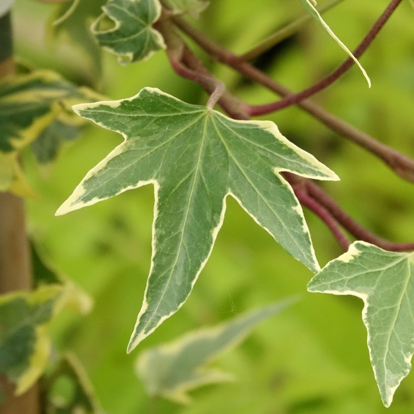 Hedera helix Yellow Ripple - Edera variegata (Fogliame)