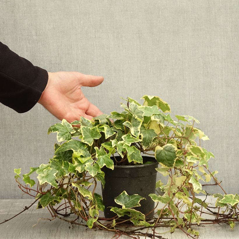 Esemplare di Hedera helix Yellow Ripple - Edera variegata Vaso da 1,5L/2L come consegnato in autunno
