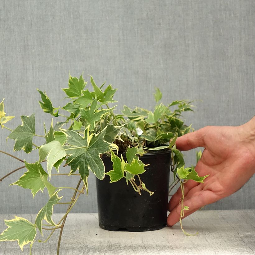 Example of Hedera helix Yellow Ripple - Edera variegata Vaso da 1,5L/2L as you get in printemps