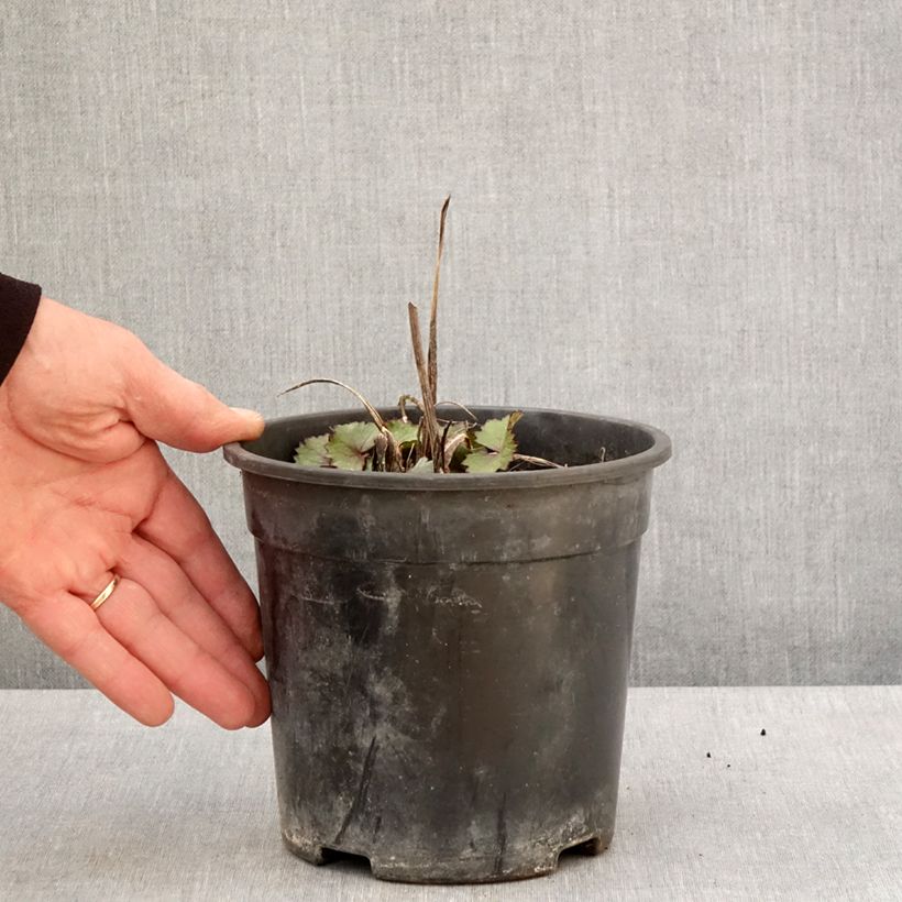 Ligularia hessei Lanternchern Vaso da 2L/3L esemplare consegnato in primavera