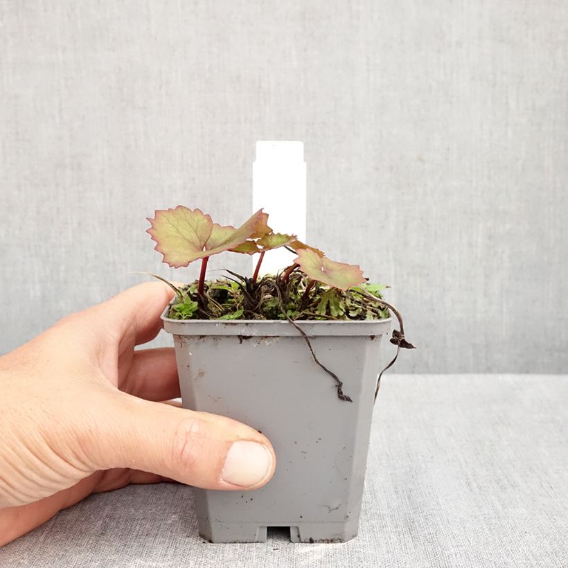 Esemplare di Ligularia dentata Desdemona Vasetto da 8/9 cm come consegnato in autunno