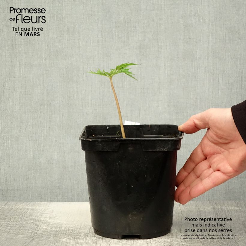 Ligularia japonica Rising Sun BSWJ6293 Vaso da 2L/3L esemplare consegnato in primavera