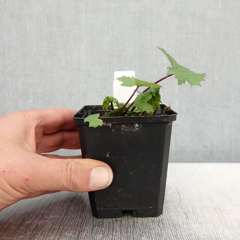 Example of Ligularia stenocephala Little Rocket Vasetto da 8/9 cm as you get in printemps