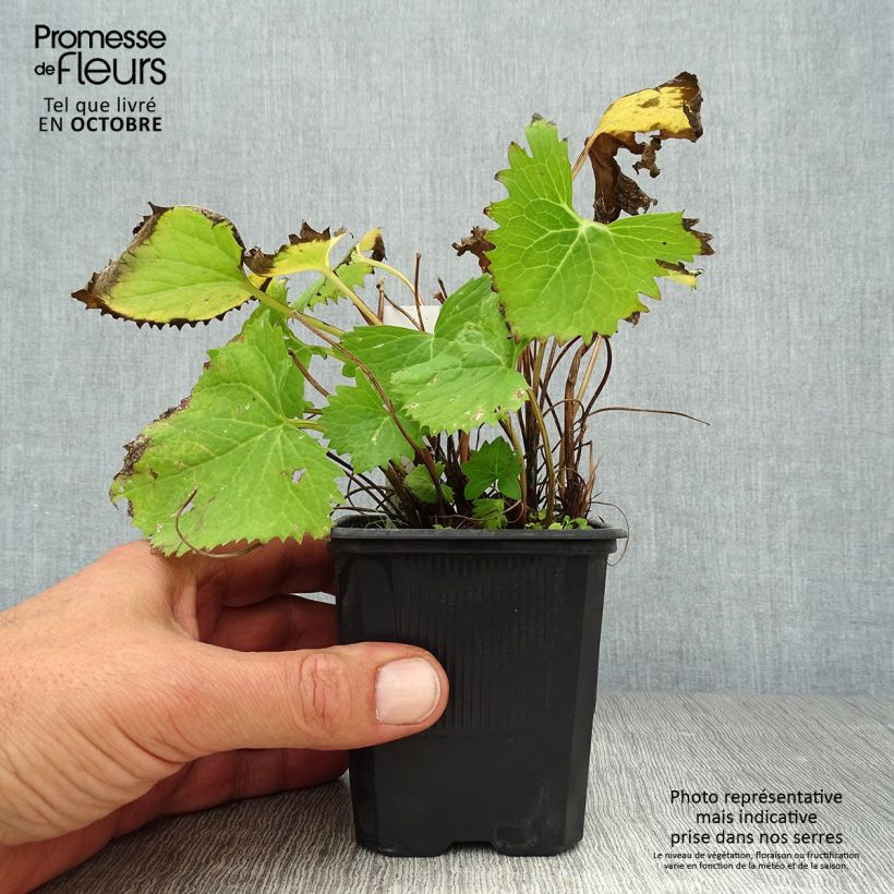 Esemplare di Ligularia stenocephala The Rocket Vasetto da 8/9 cm come consegnato in autunno