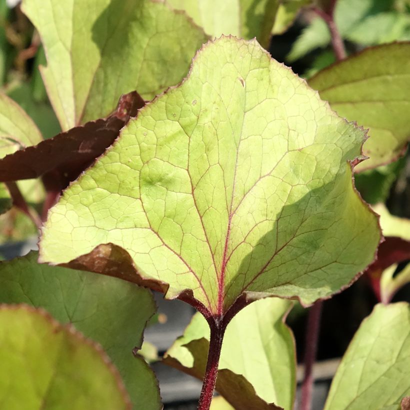 Ligularia dentata Garden Confetti (Fogliame)