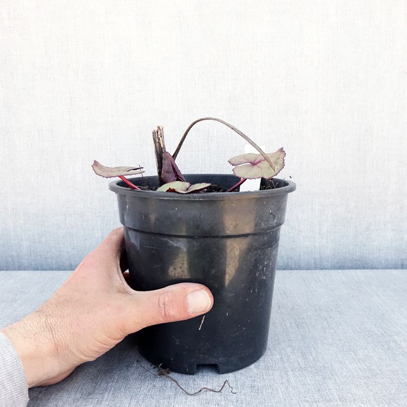 Ligularia dentata Garden Confetti Vaso da 2L/3L esemplare consegnato in primavera