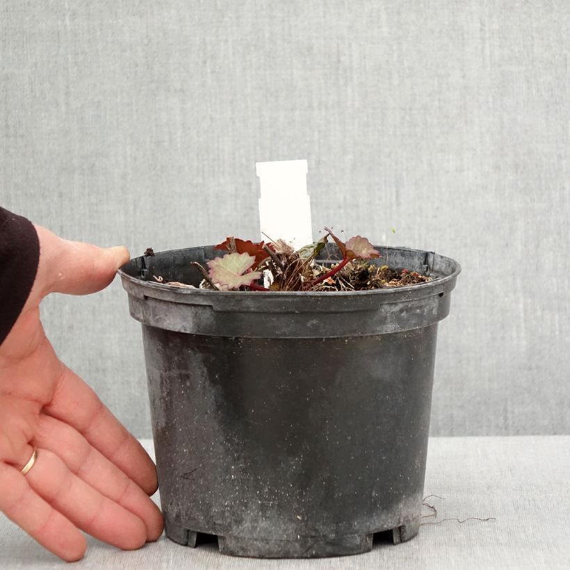 Ligularia dentata Othello Vaso da 2L/3L esemplare consegnato in primavera