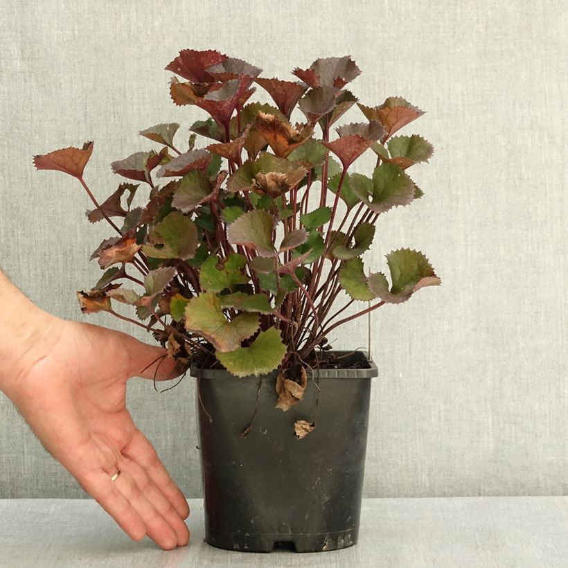 Esemplare di Ligularia dentata Pandora® - Ligulaire naine. Pot de 2L/3L consegnato in estate
