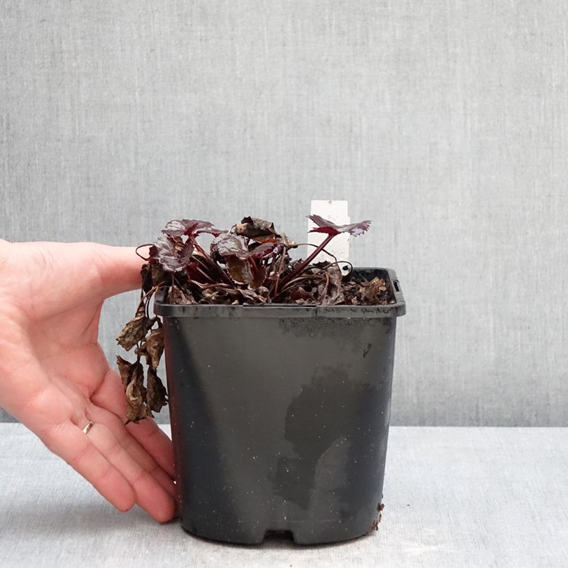 Ligularia dentata Pandora Vaso da 2L/3L esemplare consegnato in inverno