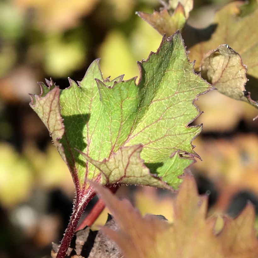 Ligularia dentata Little Golden Ray (Fogliame)