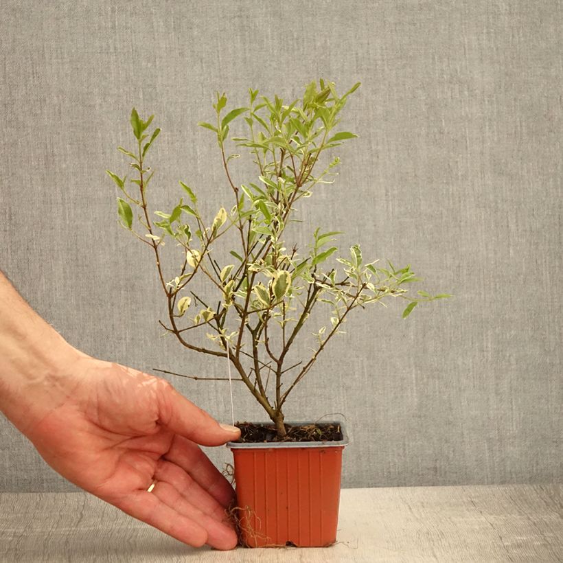 Example of Ligustrum ibota Musli - Ligustro Vasetto da 8/9 cm as you get in printemps