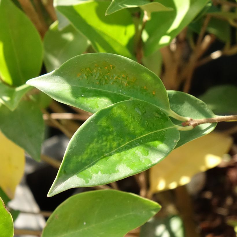 Ligustrum japonicum Korean Dwarf - Ligustro giapponese (Foliage)