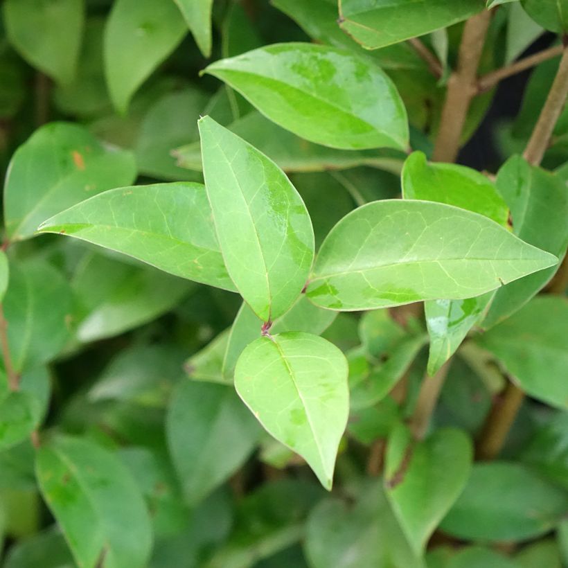 Ligustrum japonicum Korean Dwarf - Ligustro giapponese (Fogliame)