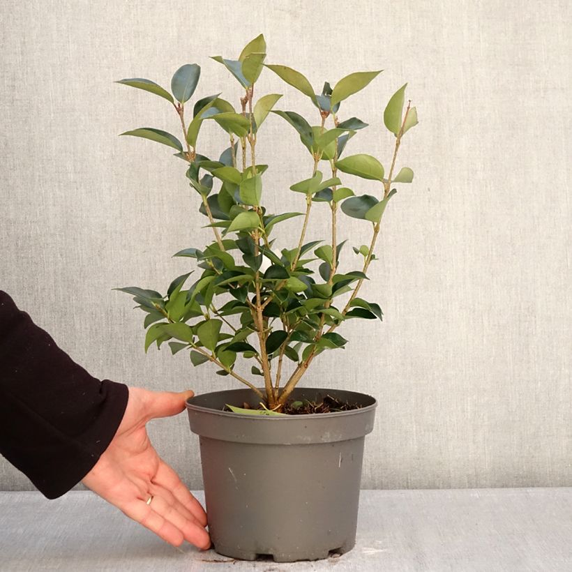 Example of Ligustrum japonicum Korean Dwarf - Ligustro giapponese Vaso da 3L/4L as you get in hiver