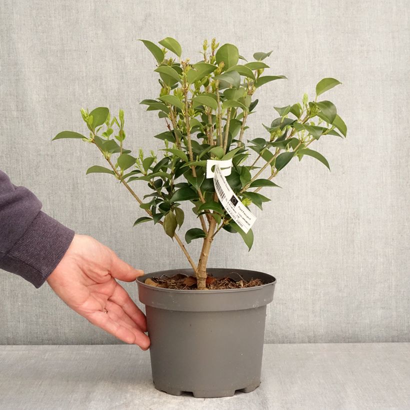 Ligustrum japonicum Korean Dwarf - Ligustro giapponese Vaso da 3L/4L esemplare consegnato in primavera