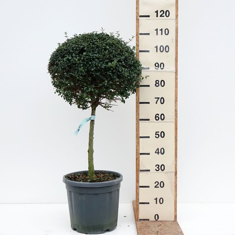 Ligustrum jonandrum - Ligustro Vaso da 12L/15L, Vaso impalcato basso esemplare consegnato in inverno