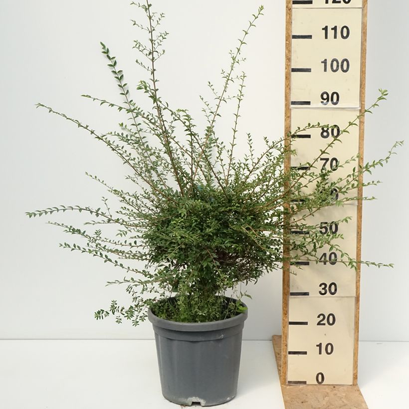 Esemplare di Ligustrum jonandrum - Ligustro Vaso da 12L/15L, Vaso impalcato basso consegnato in estate