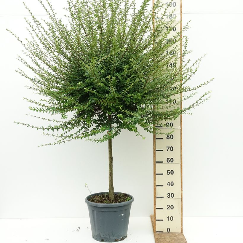 Esemplare di Ligustrum jonandrum - Ligustro Vaso da 20L/25L, Vaso impalcato medio consegnato in estate