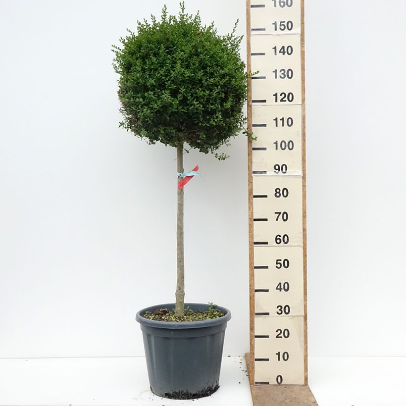 Ligustrum jonandrum - Ligustro Vaso da 20L/25L, Vaso impalcato medio esemplare consegnato in primavera