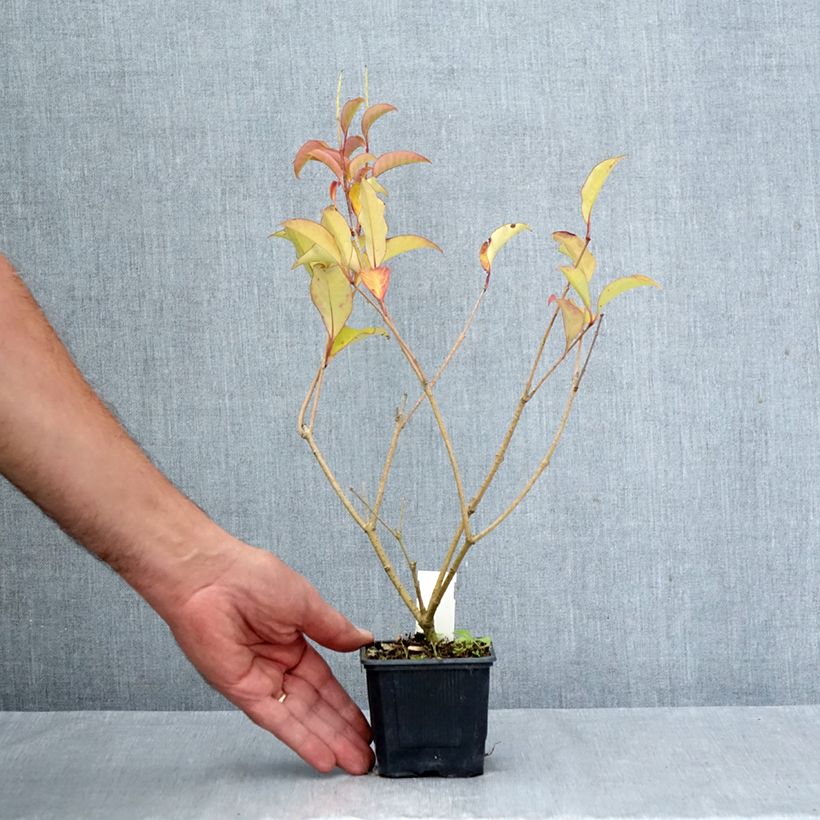 Esemplare di Ligustrum lucidum Green Screen - Ligustro lucido Vasetto da 8/9 cm come consegnato in autunno