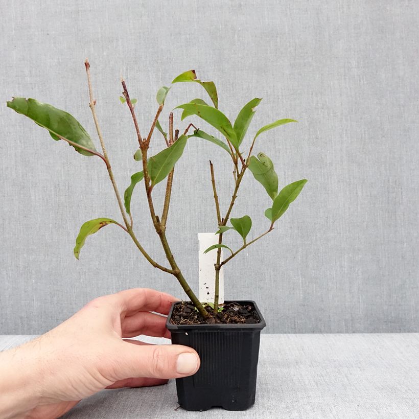 Ligustrum lucidum Green Screen - Troène brillant Godet de 8/9 cm esemplare consegnato in inverno