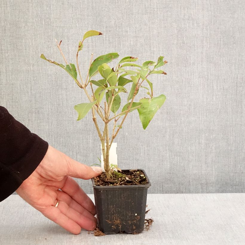 Ligustrum lucidum Green Screen - Ligustro lucido Vasetto da 8/9 cm esemplare consegnato in primavera