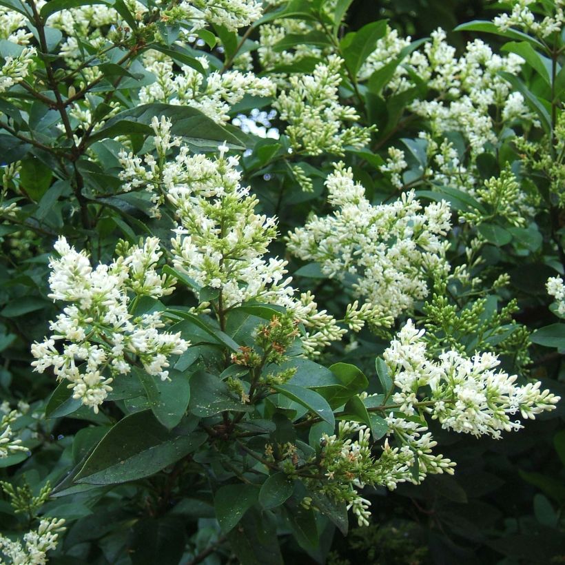 Ligustro a foglie ovali - Ligustrum ovalifolium (Flowering)