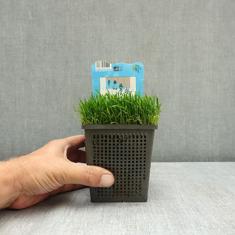 Esemplare di Lilaeopsis brasiliensis Vaso da 1L/1,5L consegnato in estate