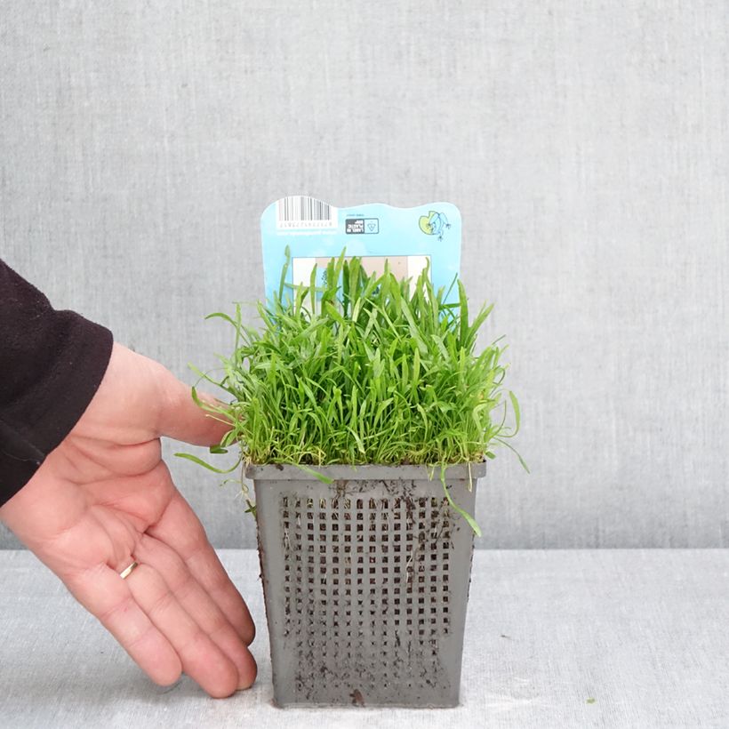 Lilaeopsis brasiliensis Vaso da 1L/1,5L esemplare consegnato in primavera