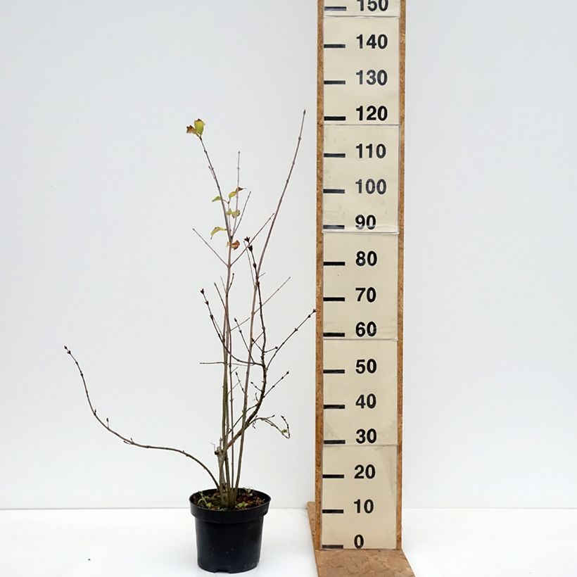 Esemplare di Syringa pinnatifolia - Lillà Vaso da 4L/5L come consegnato in autunno
