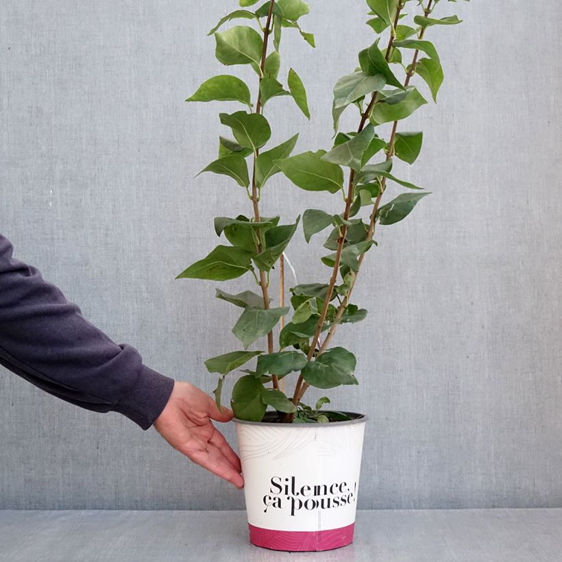 Esemplare di Syringa hyacinthiflora Maiden's Blush - Lillà Vaso da 4L/5L, A cespuglio come consegnato in autunno
