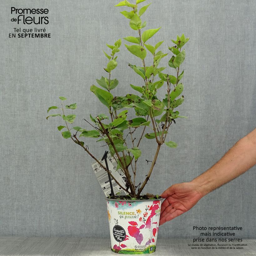 Esemplare di Syringa hyacinthiflora Maiden's Blush - Lillà Vaso da 4L/5L, A cespuglio consegnato in estate