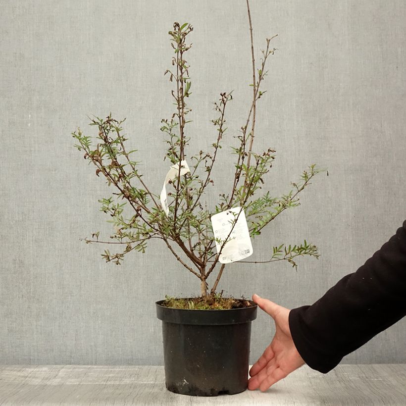 Esemplare di Syringa afghanica - Lillà Vaso da 4L/5L come consegnato in autunno