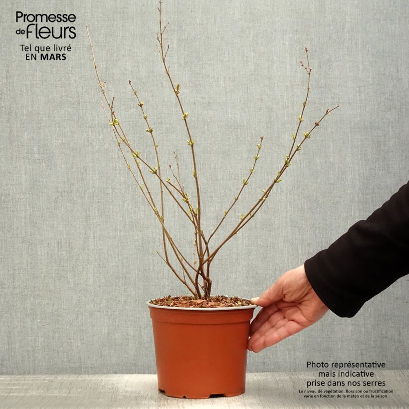 Syringa Pink Perfume - Lillà Vaso da 2L/3L esemplare consegnato in primavera