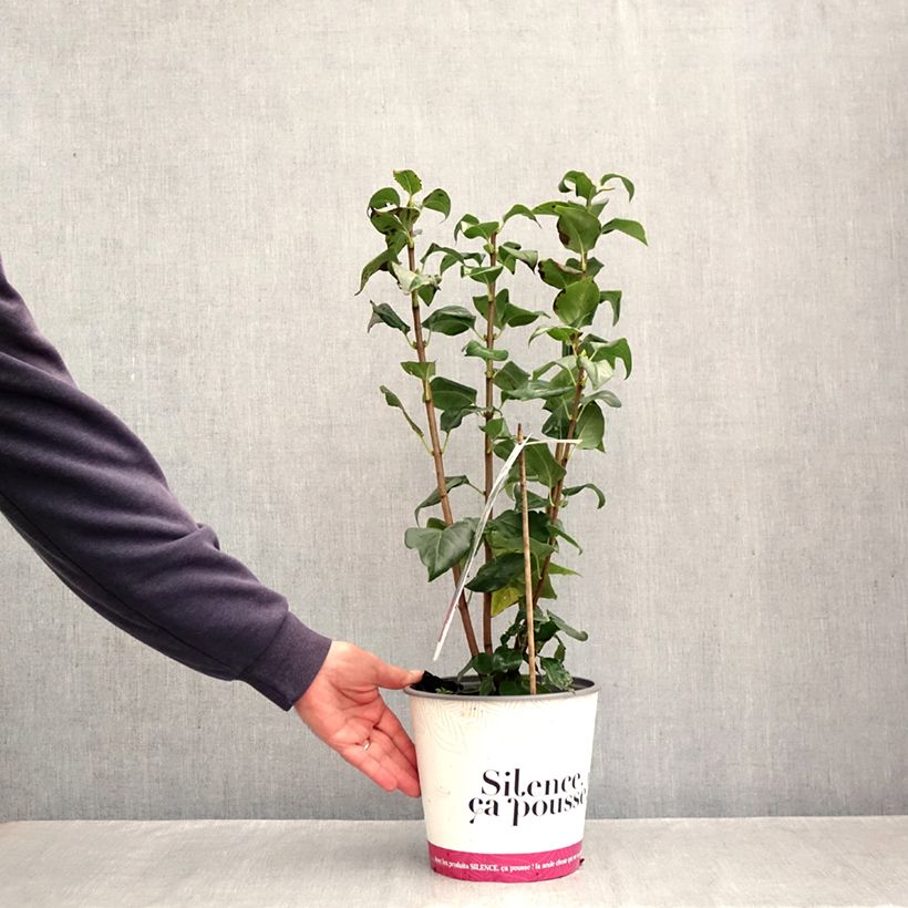 Esemplare di Lillà comune Comtesse D'harcourt Vaso da 4L/5L come consegnato in autunno