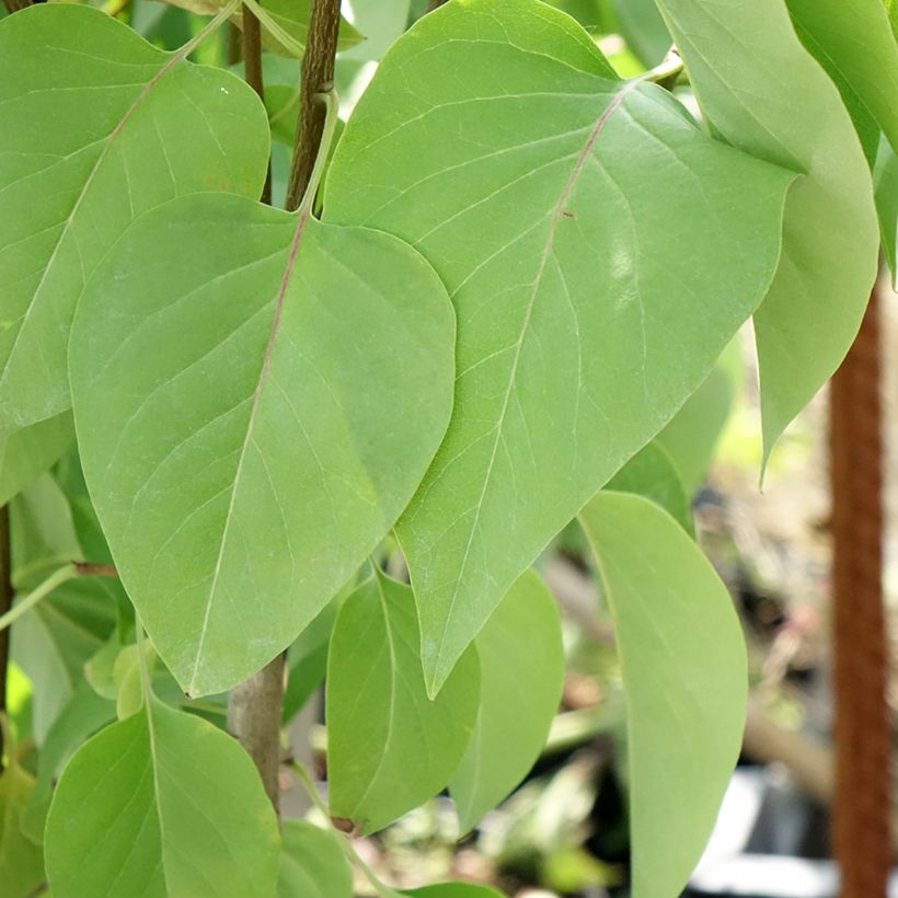 Lillà comune Kindy Rose (Fogliame)