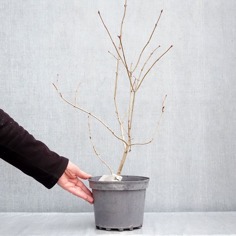 Lillà comune Znamya Lenina Vaso da 4L/5L esemplare consegnato in inverno