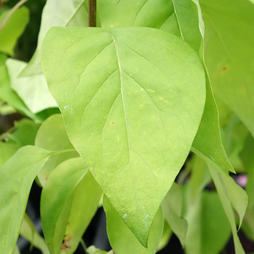 Lillà comune Znamya Lenina (Fogliame)