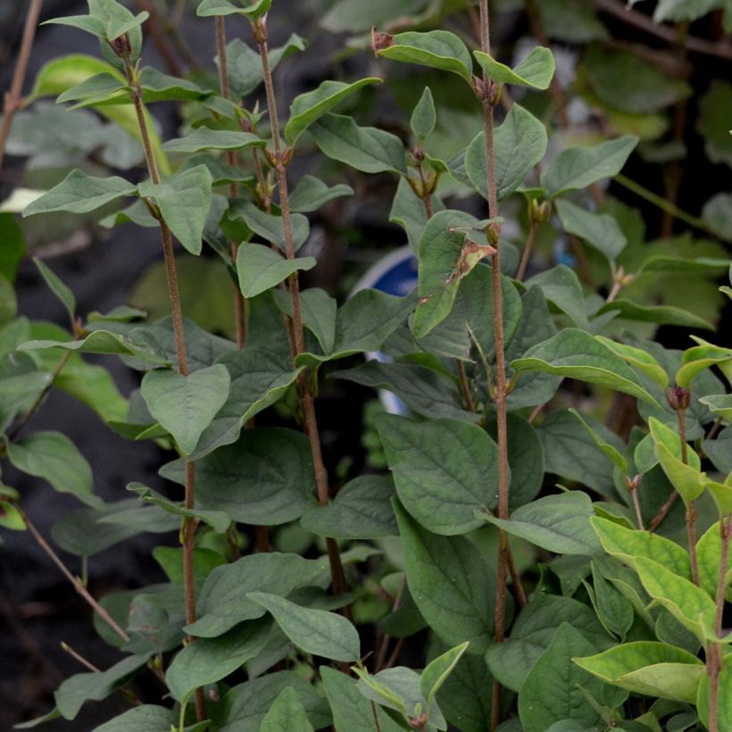 Syringa microphylla Superba - Lillà (Foliage)