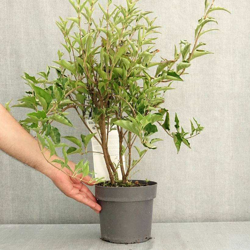 Esemplare di Syringa patula Dream Cloud - Lillà Vaso da 3L/4L consegnato in estate