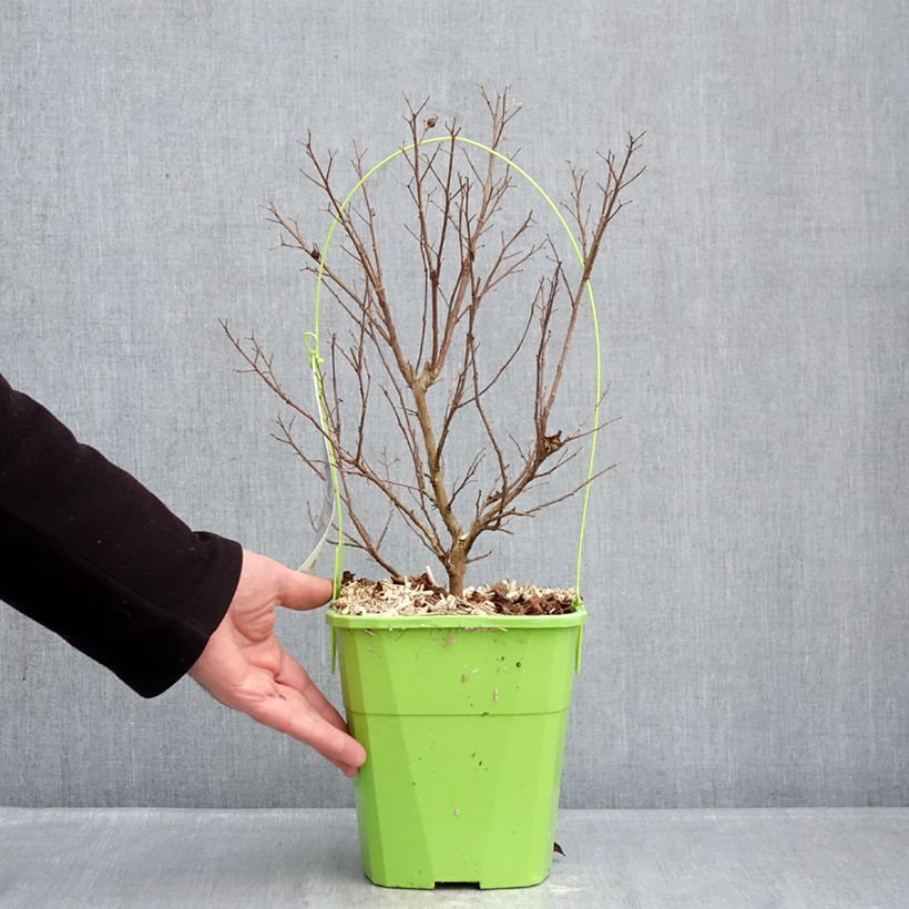 Lagerstroemia Gourmet Red red Wine - Mirto crespo Vaso da 4L/5L esemplare consegnato in inverno