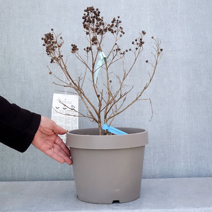 Lagerstroemia Berry Dazzle - Mirto crespo Vaso da 7,5L/10L esemplare consegnato in primavera