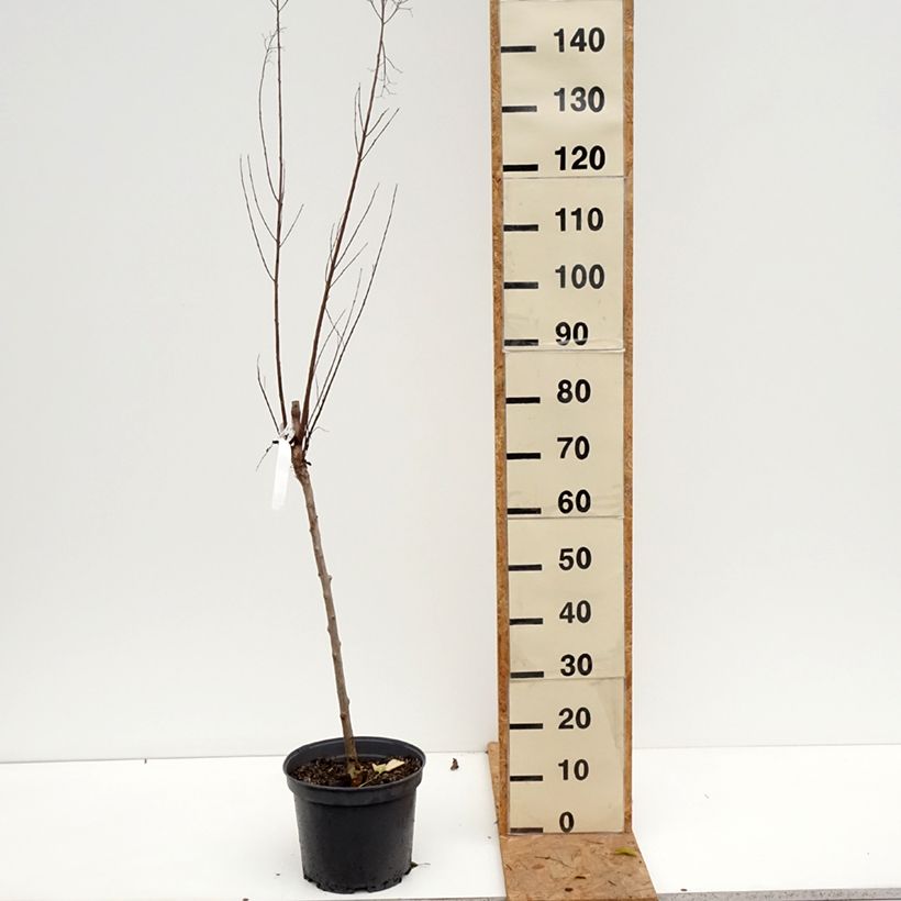 Esemplare di Lagerstroemia Black Solitaire Best Red - Mirto crespo Vaso da 7,5L/10L come consegnato in autunno