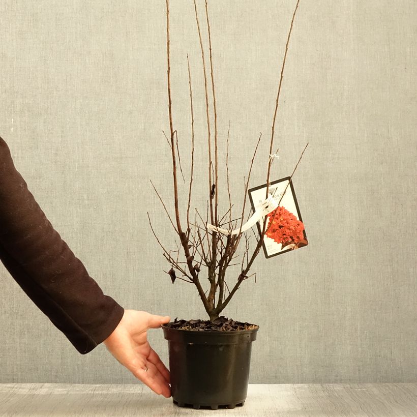 Esemplare di Lagerstroemia Black Solitaire Best Red - Mirto crespo Vaso da 3L/4L, A cespuglio come consegnato in autunno