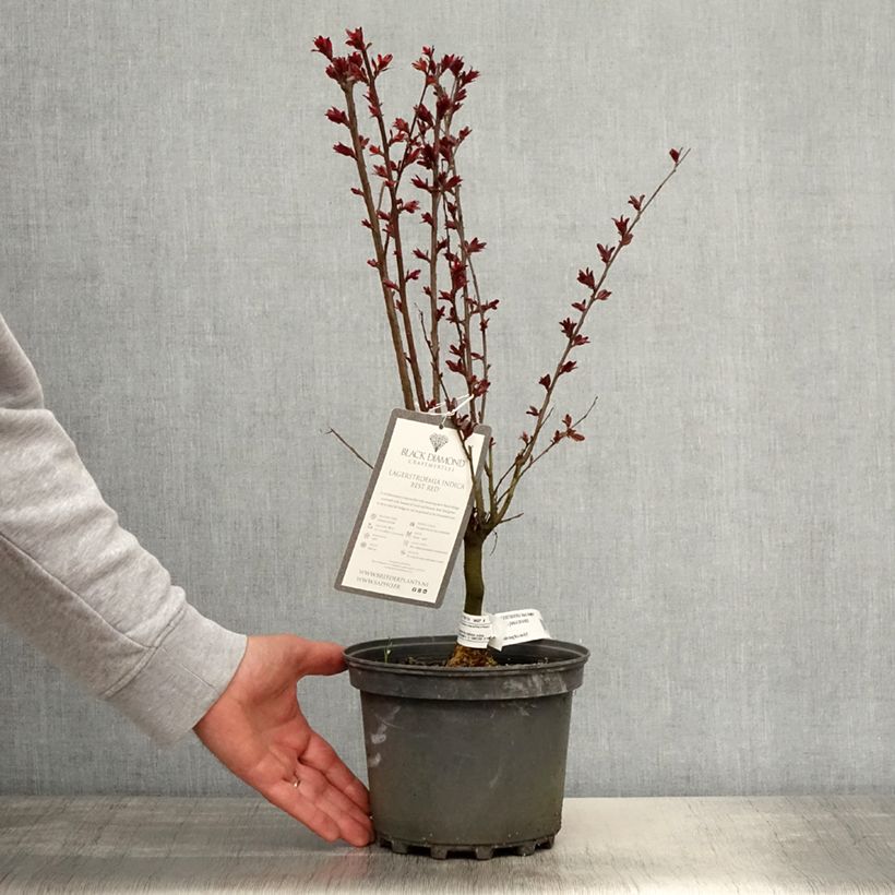 Example of Lagerstroemia Black Solitaire Best Red - Mirto crespo Vaso da 3L/4L, A cespuglio as you get in printemps