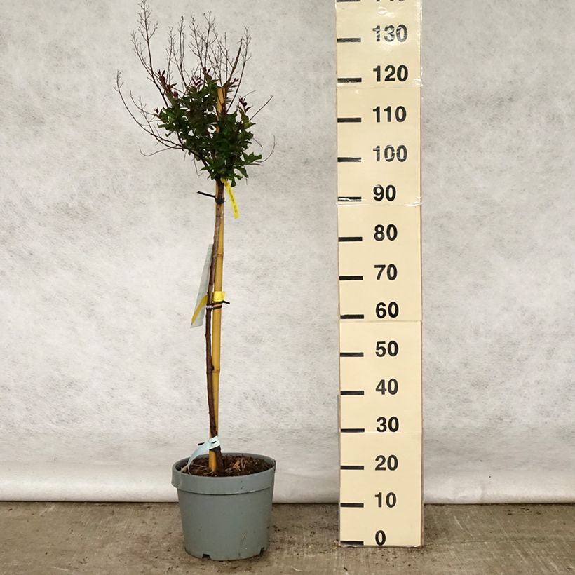 Lagerstroemia Play It Again Double Feature - Mirto crespo Vaso da 7,5L/10L esemplare consegnato in primavera