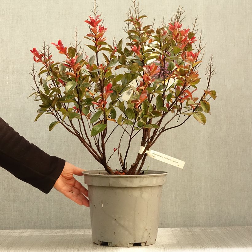 Esemplare di Lagerstroemia Enduring Lavender - Mirto crespo Vaso da 7,5L/10L come consegnato in autunno