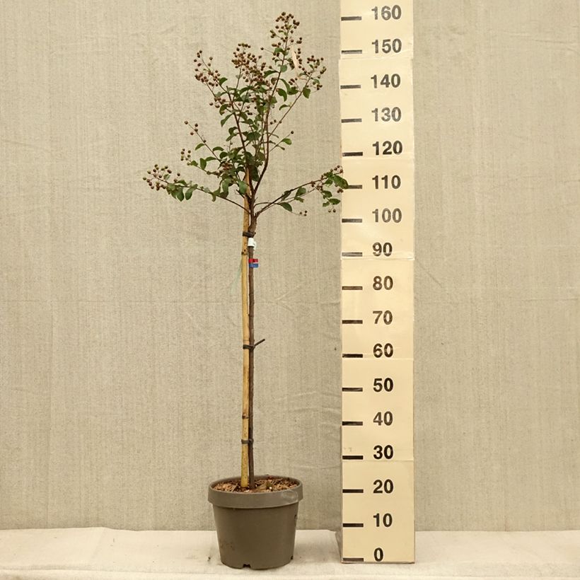 Esemplare di Lilas des Indes - Lagerstroemia indica Eveline Pot de 7,5L/10L, Demi-Tige come consegnato in autunno